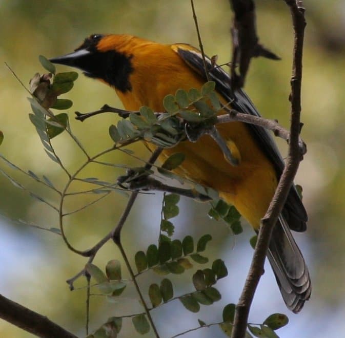 Foto de Calandria Dorso Rayado (Icterus pustulatus)