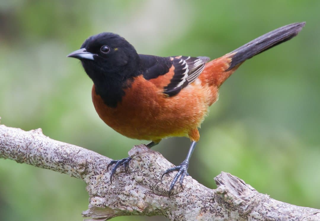Foto de Calandria Castaña (Icterus spurius)