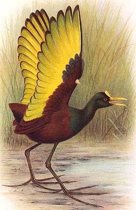 Foto de Jacana norteña (Jacana spinosa)