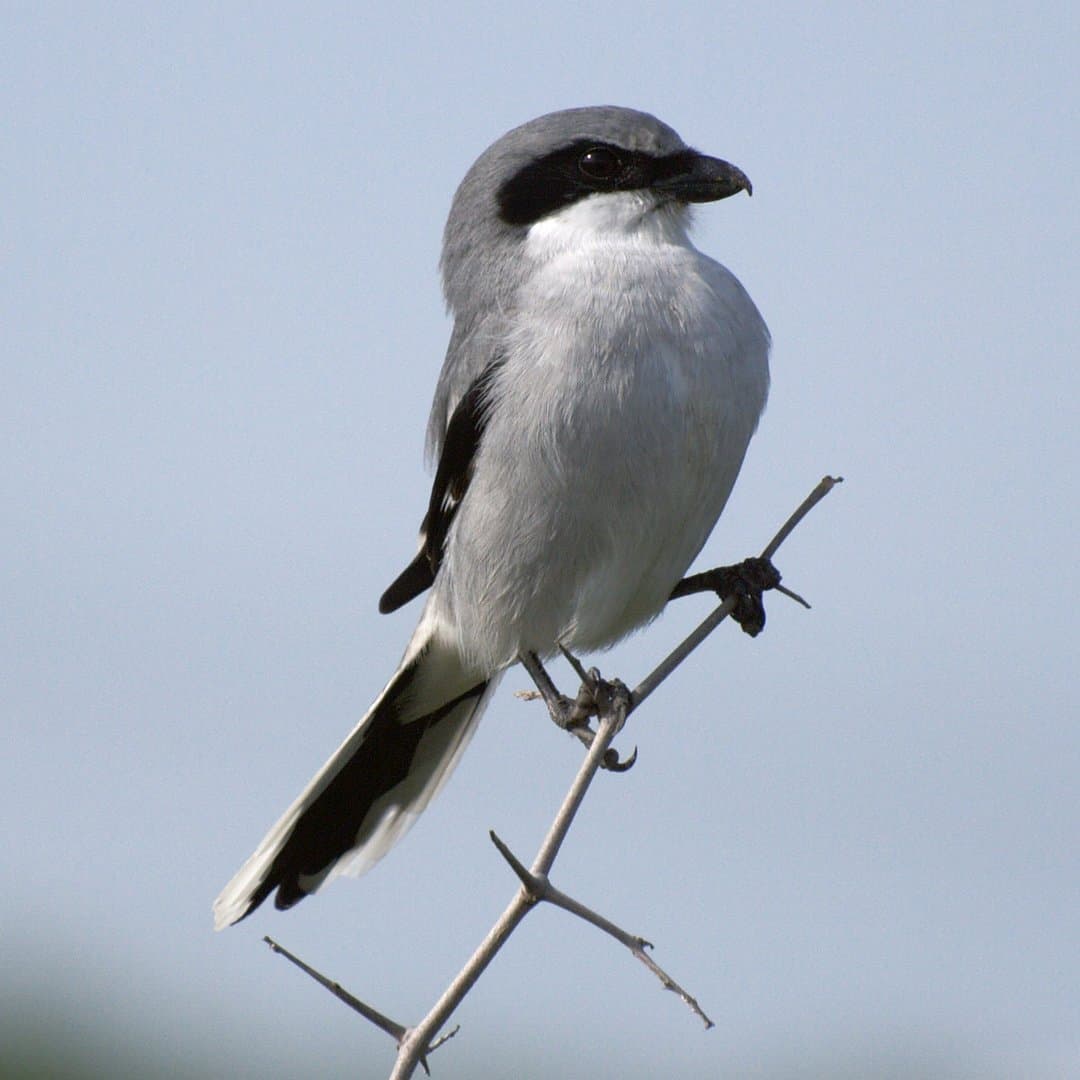 Foto de Verdugo Americano (Lanius ludovicianus)