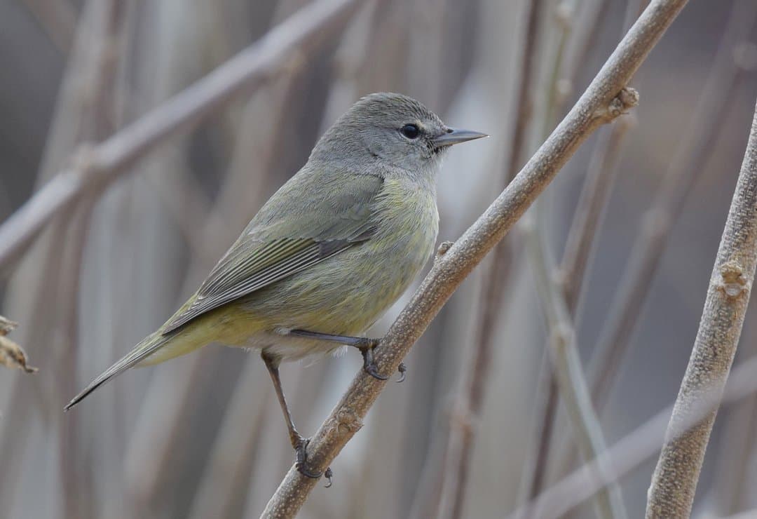 Foto de Chipe Oliváceo (Leiothlypis celata)