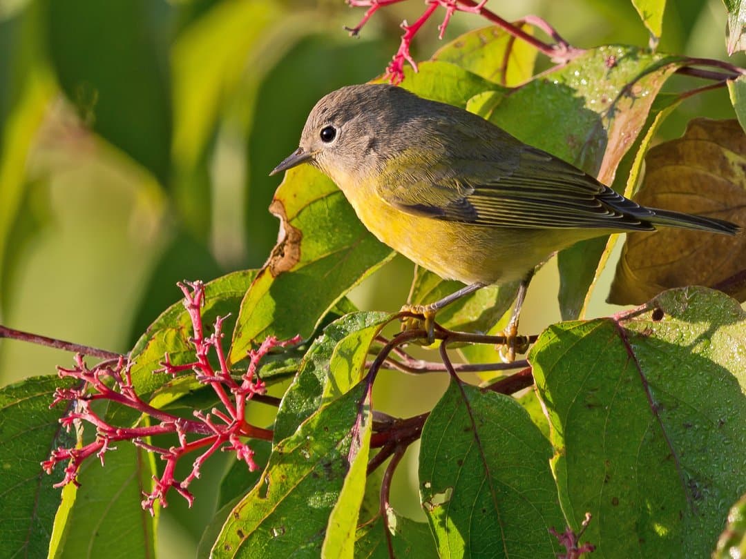 Foto de Chipe Cabeza Gris (Leiothlypis ruficapilla)