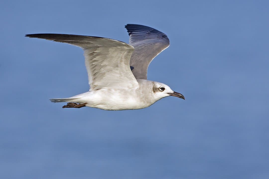 Foto de Gaviota reidora (Leucophaeus atricilla)