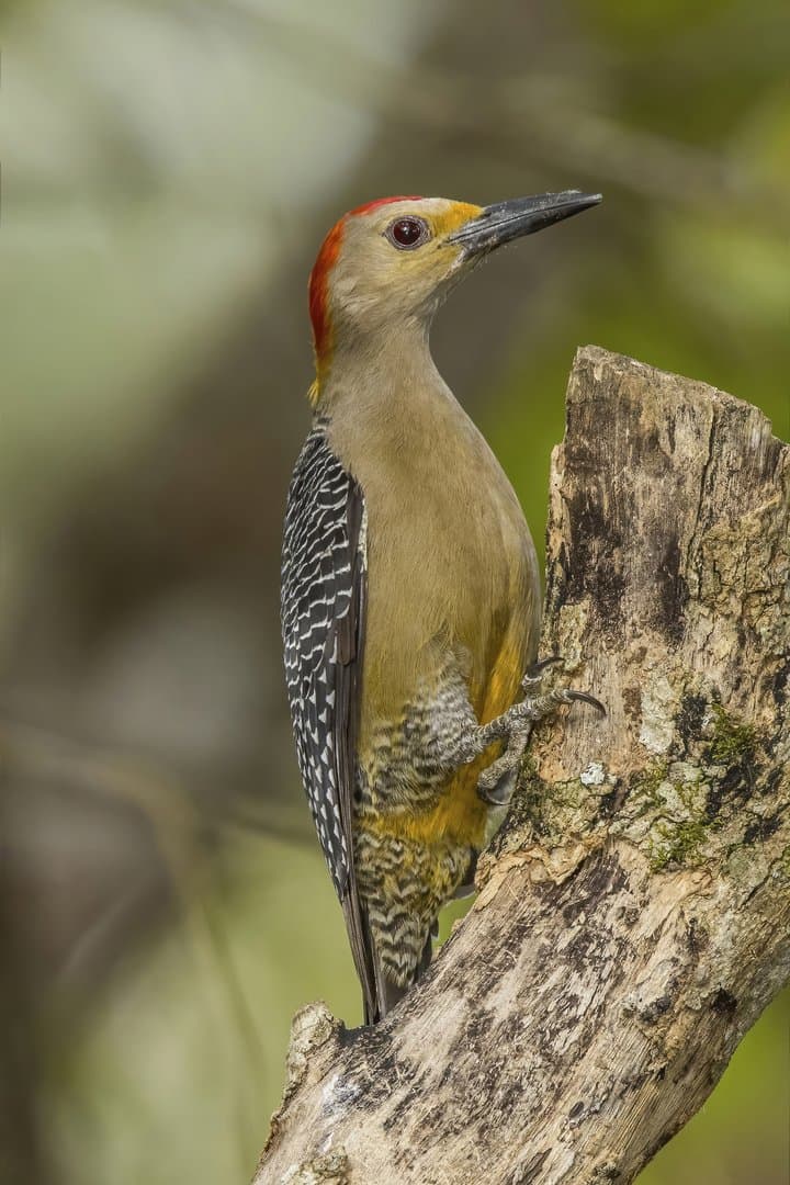Foto de Carpintero cheje (Melanerpes aurifrons)
