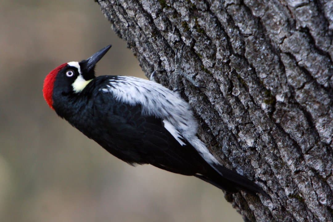 Foto de Carpintero bellotero (Melanerpes formicivorus)