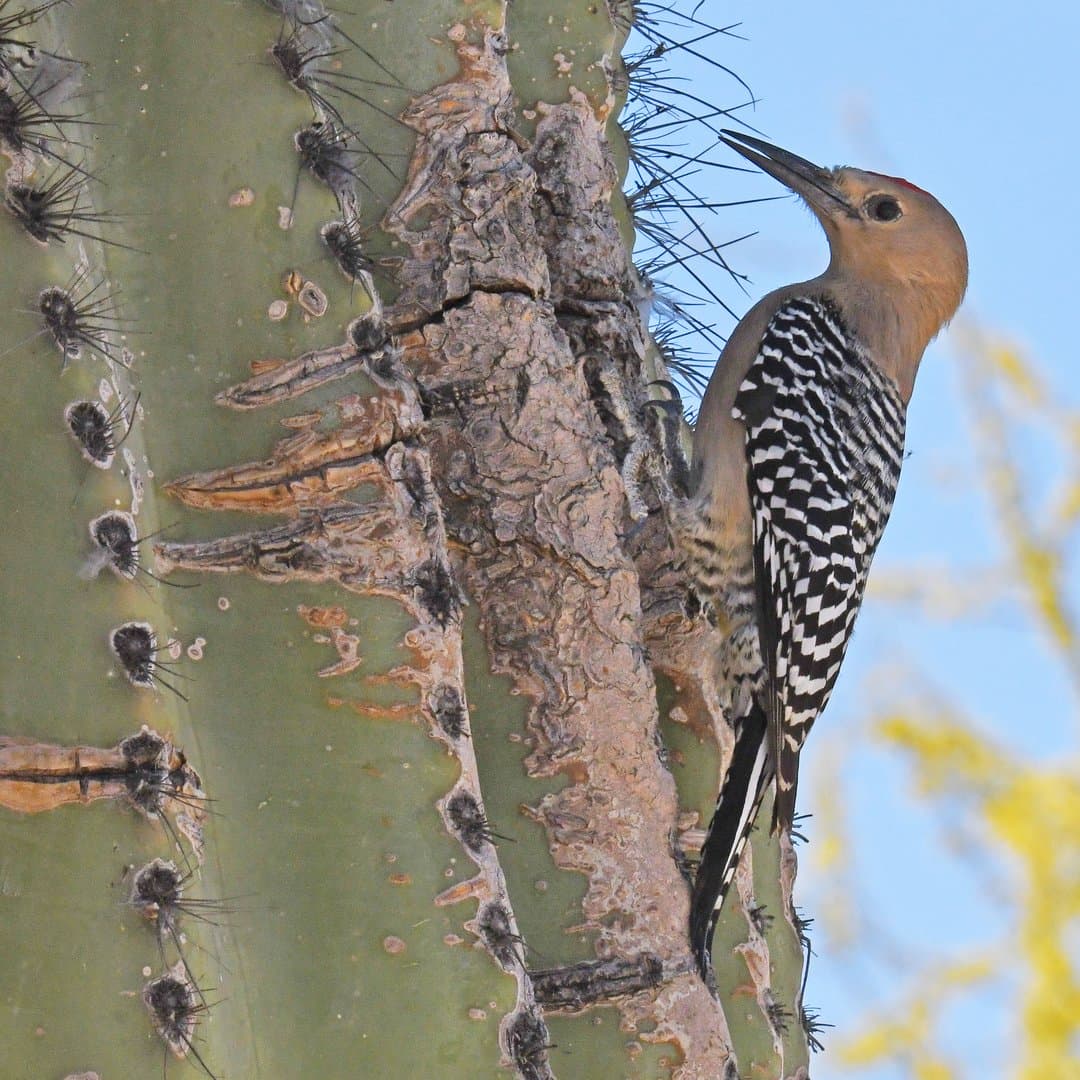 Foto de Carpintero del desierto (Melanerpes uropygialis)