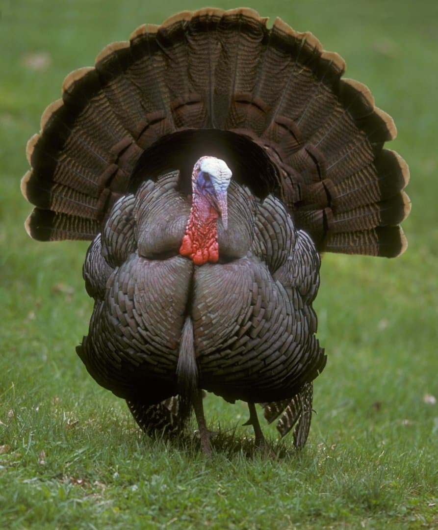 Foto de Pavo (Meleagris gallopavo)