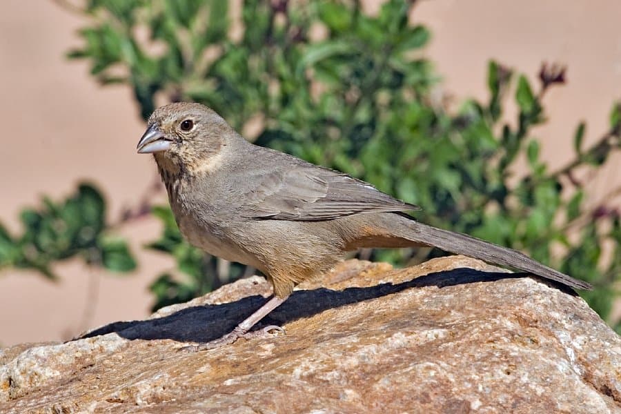 Foto de Rascador Viejita (Melozone fusca)