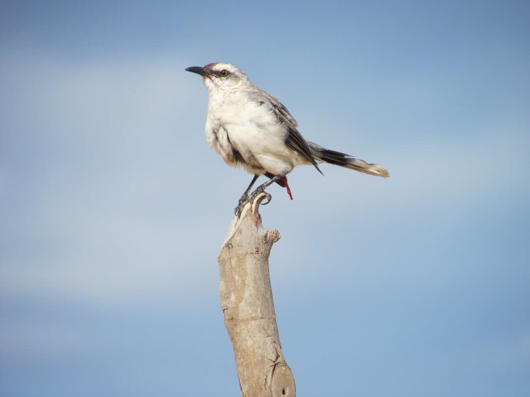 Foto de Centzontle tropical (Mimus gilvus)