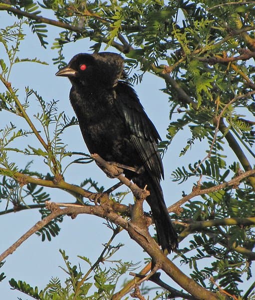 Foto de Tordo Ojos Rojos (Molothrus aeneus)