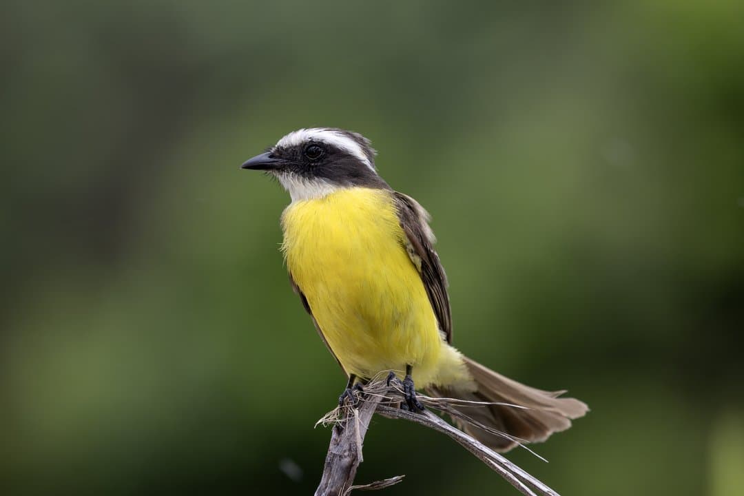Foto de Luisito Común (Myiozetetes similis)