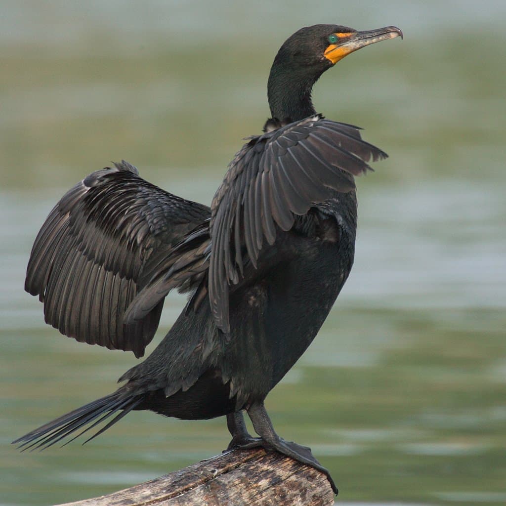Foto de Cormorán Orejón (Nannopterum auritum)