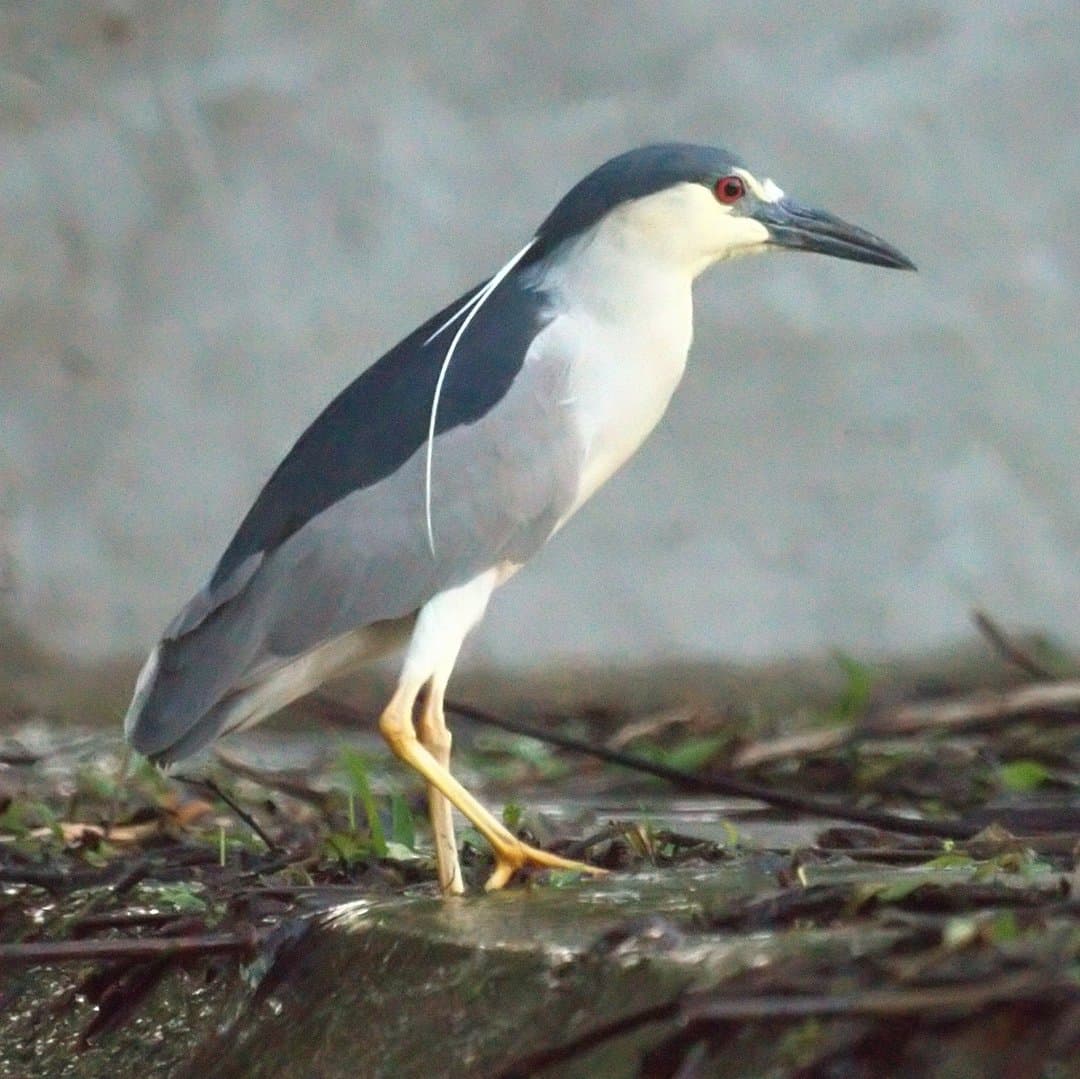 Foto de Garza Nocturna Corona Negra (Nycticorax nycticorax)