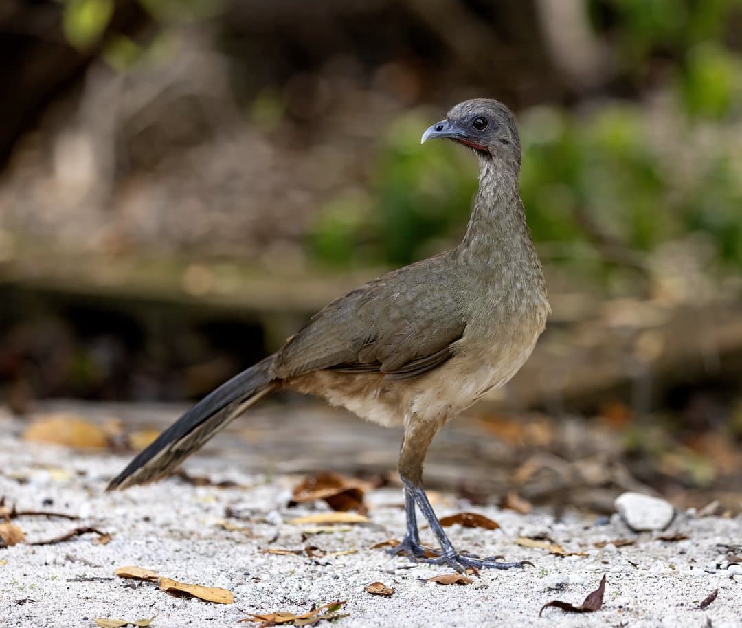 Foto de Chachalaca Oriental (Ortalis vetula)