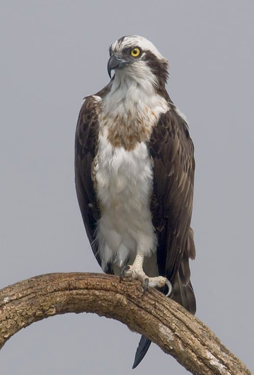 Foto de Águila Pescadora (Pandion haliaetus)