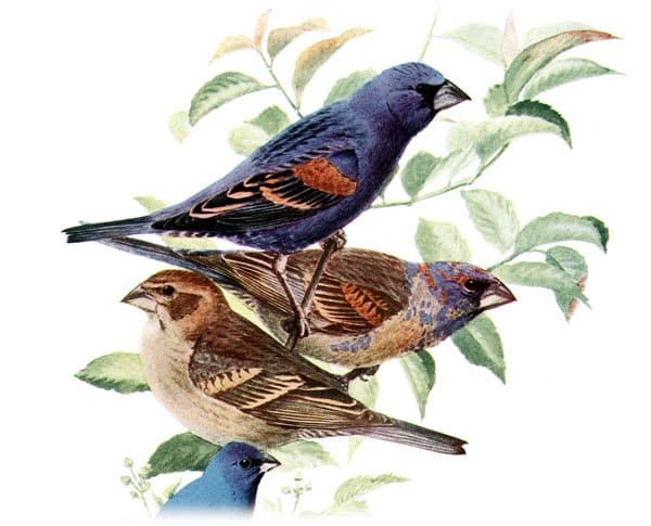 Foto de Picogordo azul (Passerina caerulea)