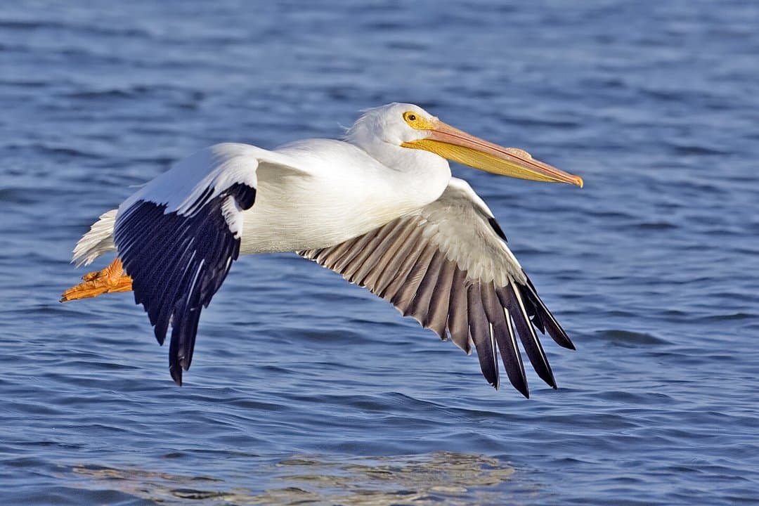 Foto de Pelícano Blanco Americano (Pelecanus erythrorhynchos)
