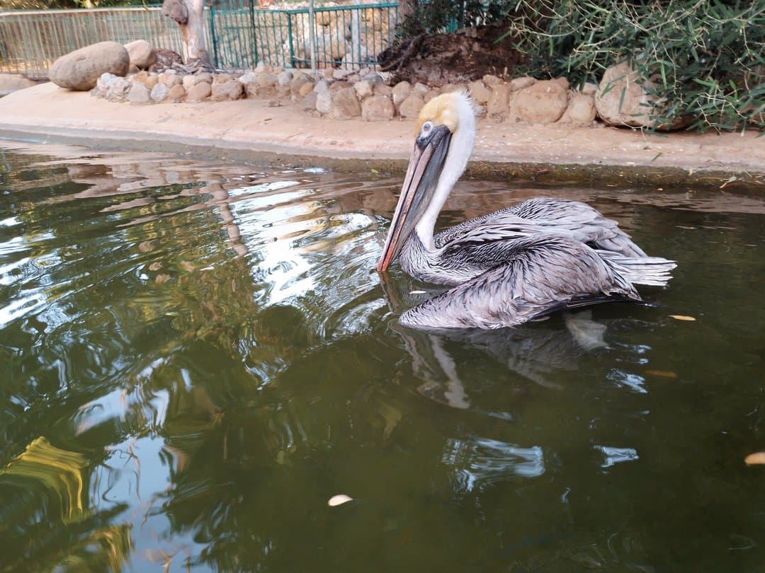 Foto de Pelícano café (Pelecanus occidentalis)