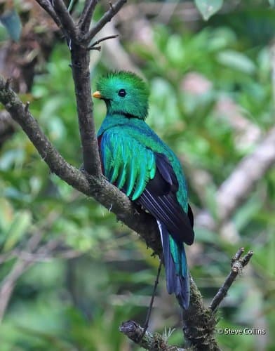 Foto de Quetzal mesoamericano (Pharomachrus mocinno)