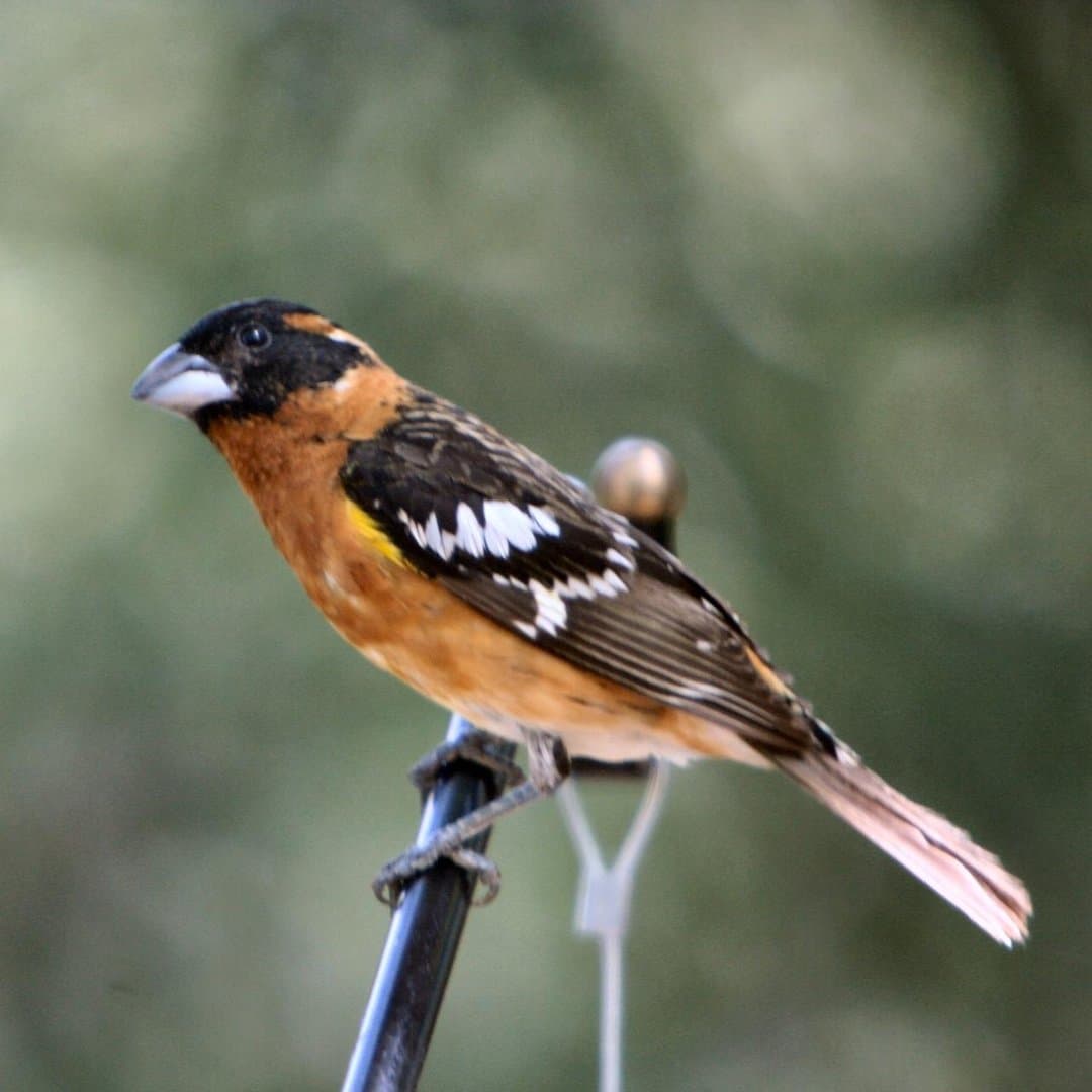 Foto de Picogordo tigrillo (Pheucticus melanocephalus)