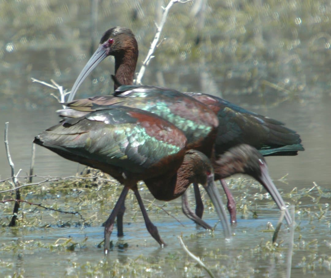 Foto de Ibis Ojos Rojos (Plegadis chihi)