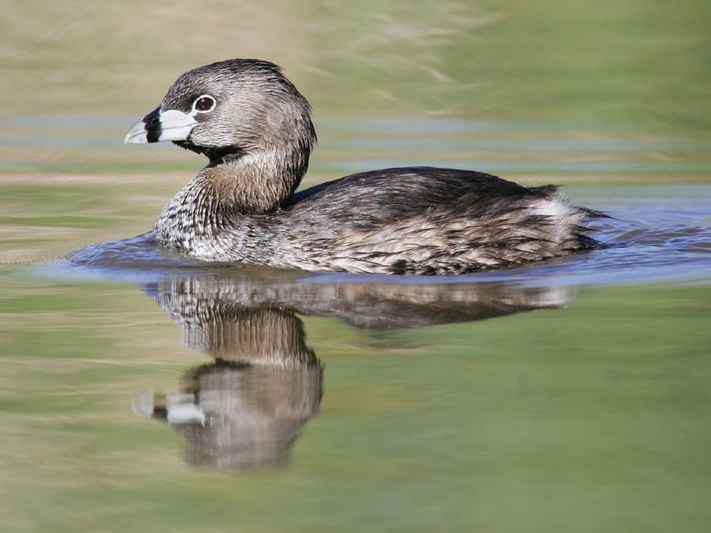 Foto de Zambullidor pico grueso (Podilymbus podiceps)