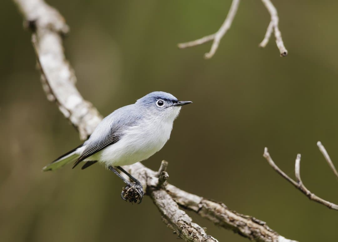 Foto de Perlita Azulgris (Polioptila caerulea)