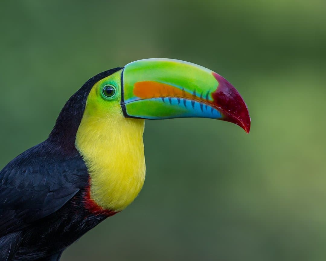 Foto de Tucán pico canoa (Ramphastos sulfuratus)