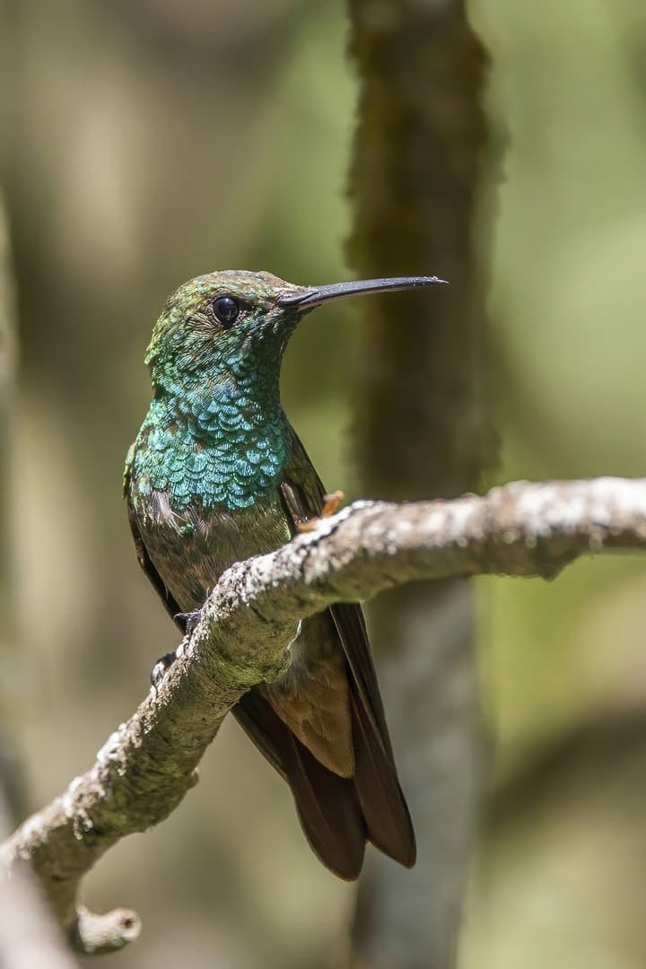 Foto de Colibrí berilo (Saucerottia beryllina)