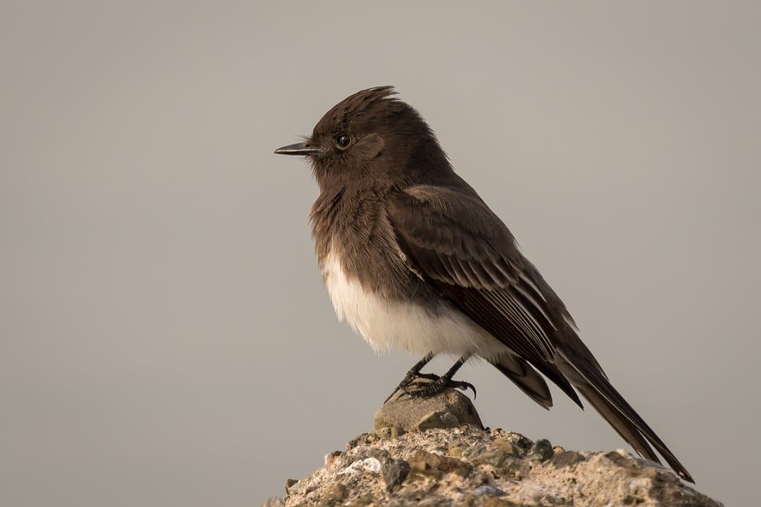 Foto de Papamoscas negro (Sayornis nigricans)