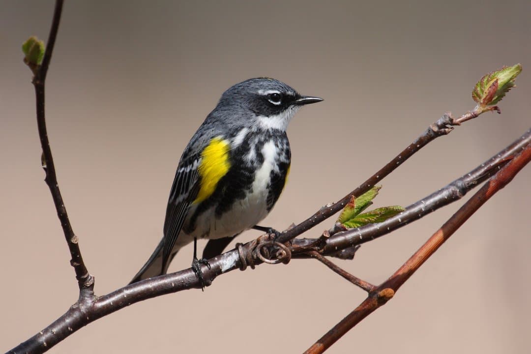 Foto de Chipe coronado (Setophaga coronata)
