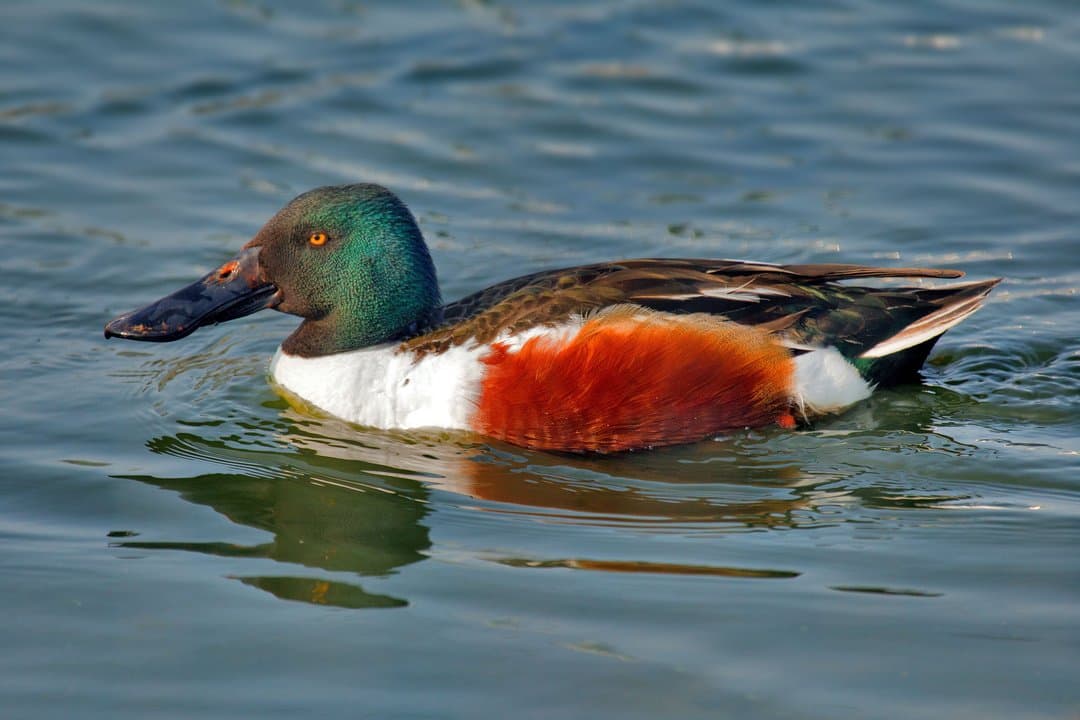 Foto de Pato cucharón norteño (Spatula clypeata)