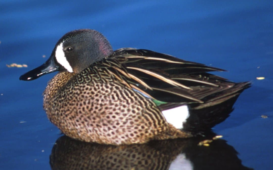 Foto de Cerceta Alas Azules (Spatula discors)