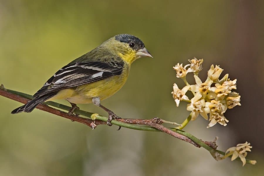 Foto de Jilguerito Dominico (Spinus psaltria)