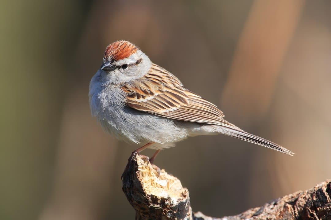 Foto de Gorrión Cejas Blancas (Spizella passerina)