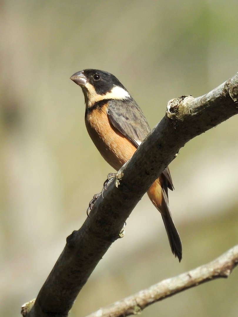 Foto de Semillero Rabadilla Canela (Sporophila torqueola)