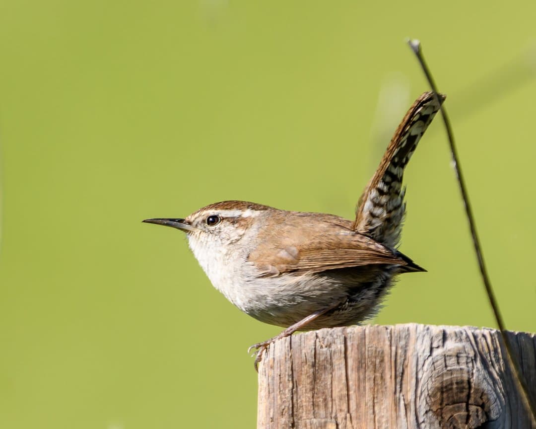 Foto de Saltapared cola larga (Thryomanes bewickii)