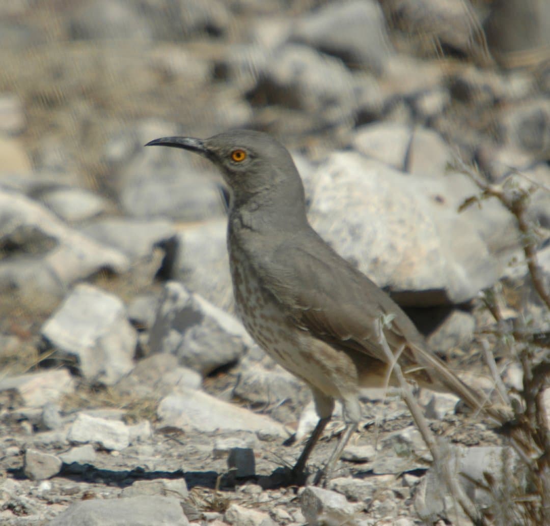 Foto de Cuicacoche Pico Curvo (Toxostoma curvirostre)