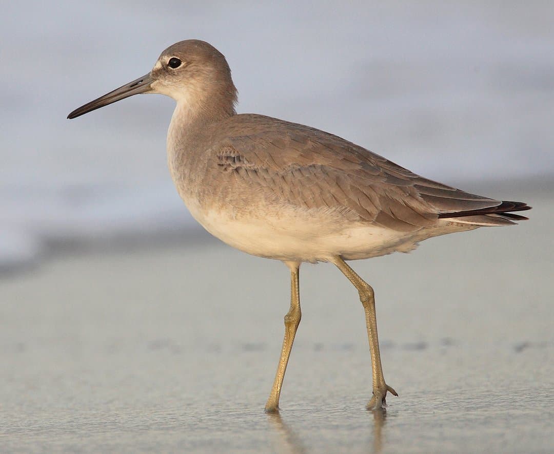Foto de Playero pihuiuí (Tringa semipalmata)