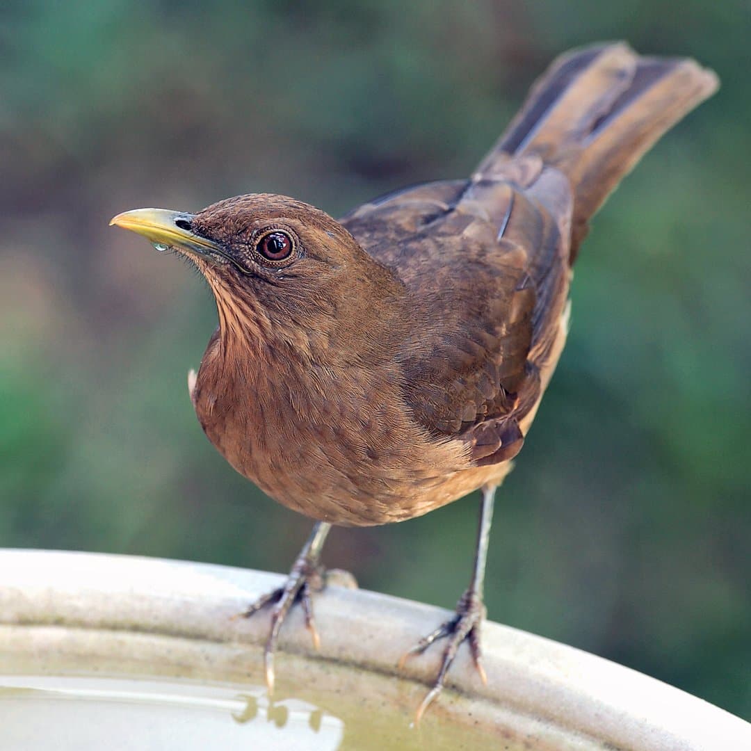 Foto de Mirlo Café (Turdus grayi)