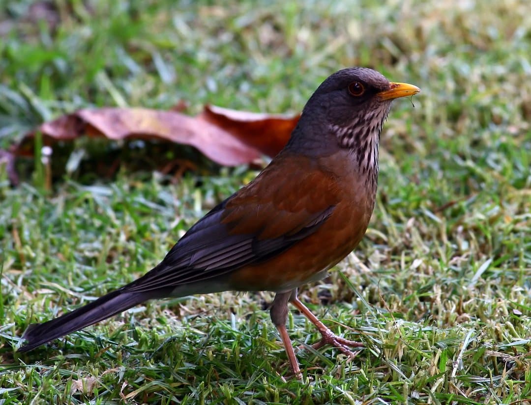 Foto de Mirlo dorso canela (Turdus rufopalliatus)