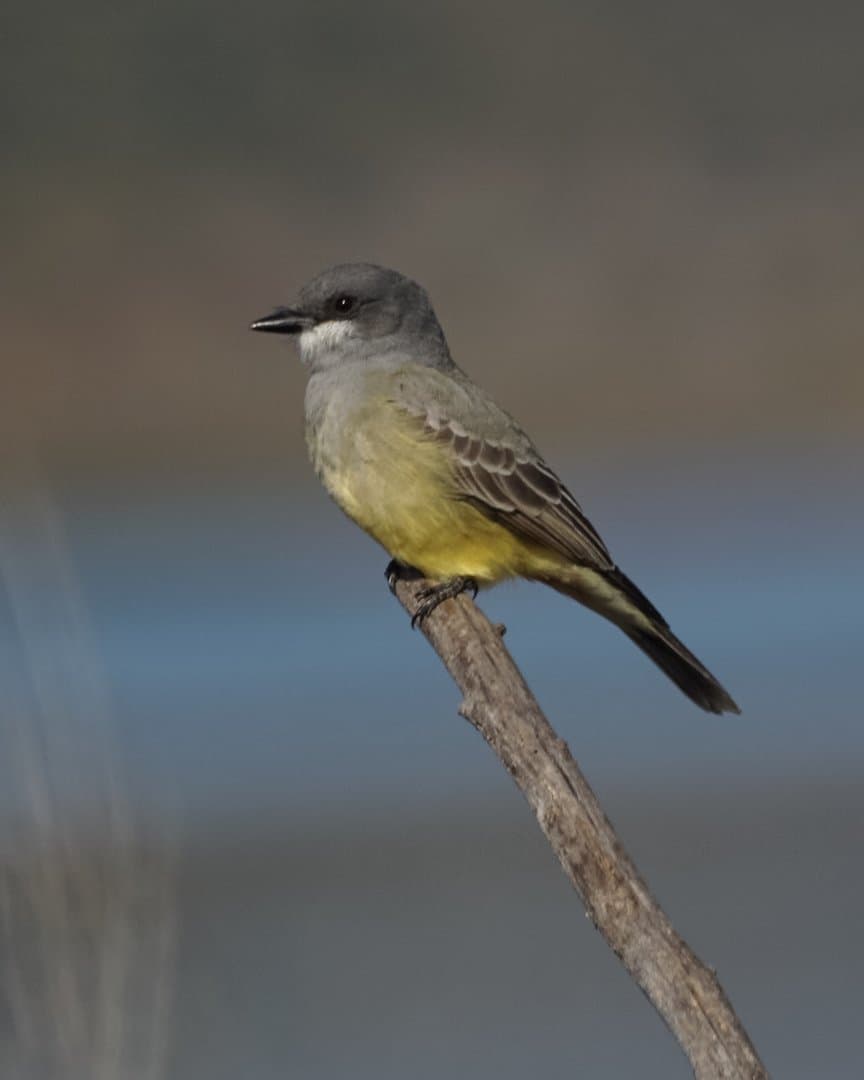 Foto de Tirano Chibiú (Tyrannus vociferans)