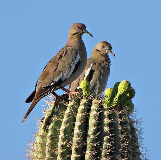 Foto de Paloma Alas Blancas (Zenaida asiatica)