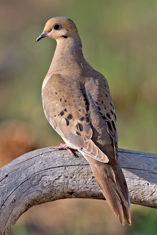 Foto de Huilota Común (Zenaida macroura)