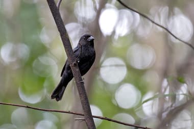 Foto de Negrinho do Mato (Urubitinga urubitinga)