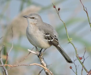 Foto de Northern Mockingbird (Mimus polyglottos)