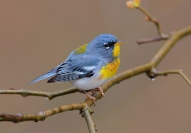 Foto de Northern Parula (Setophaga americana)