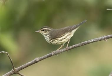 Foto de Northern Waterthrush (Parkesia noveboracensis)