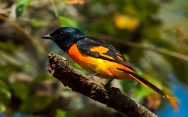 Foto de Orange Minivet (Pericrocotus flammeus)