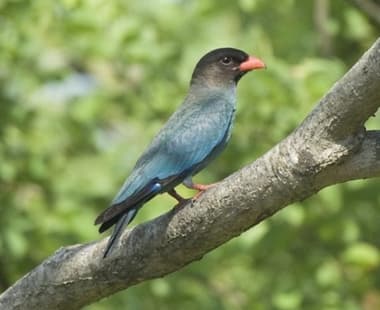 Foto de Oriental Dollarbird (Eurystomus orientalis)